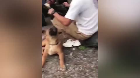 Funniest Animals Cat and Dogs