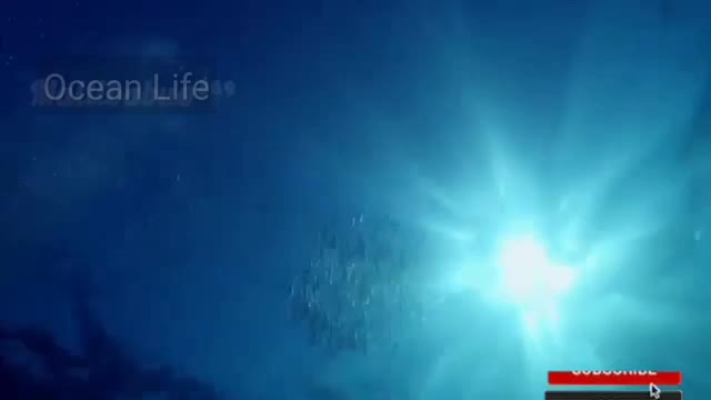 Ocean Life /Ocean Life Natural Actrative Video