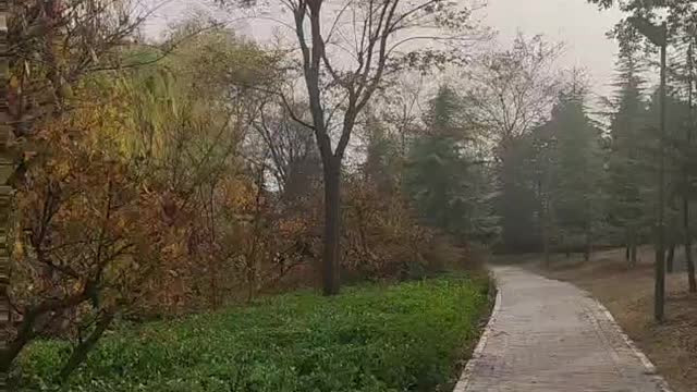 Many trees grew on both sides of the path