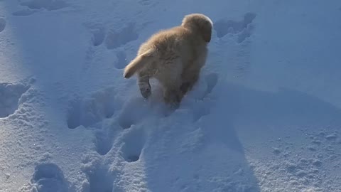 Tori's first time in the snow!!