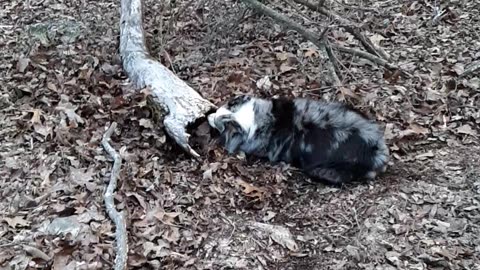 Scout chasing a critter that ran into the log.