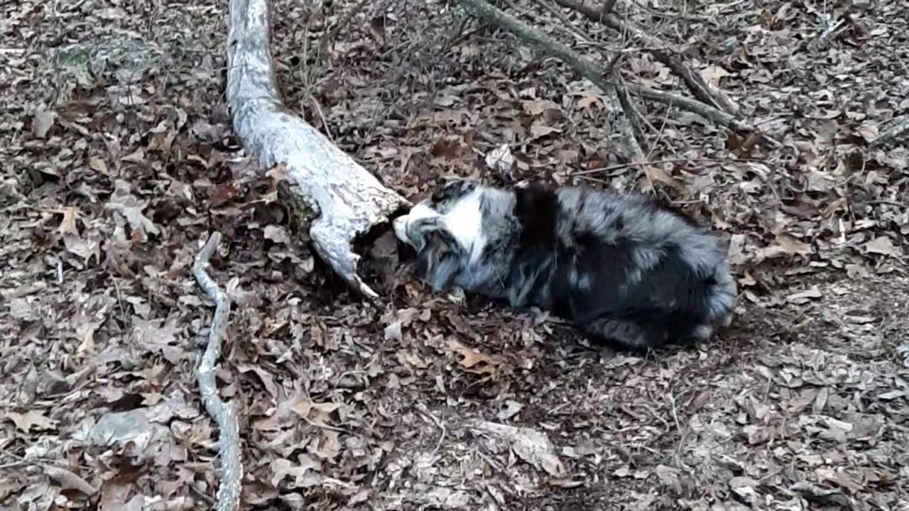 Scout chasing a critter that ran into the log.