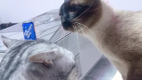 fight
