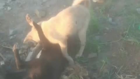 Viral amazing dogs mock fighting #dogsfight