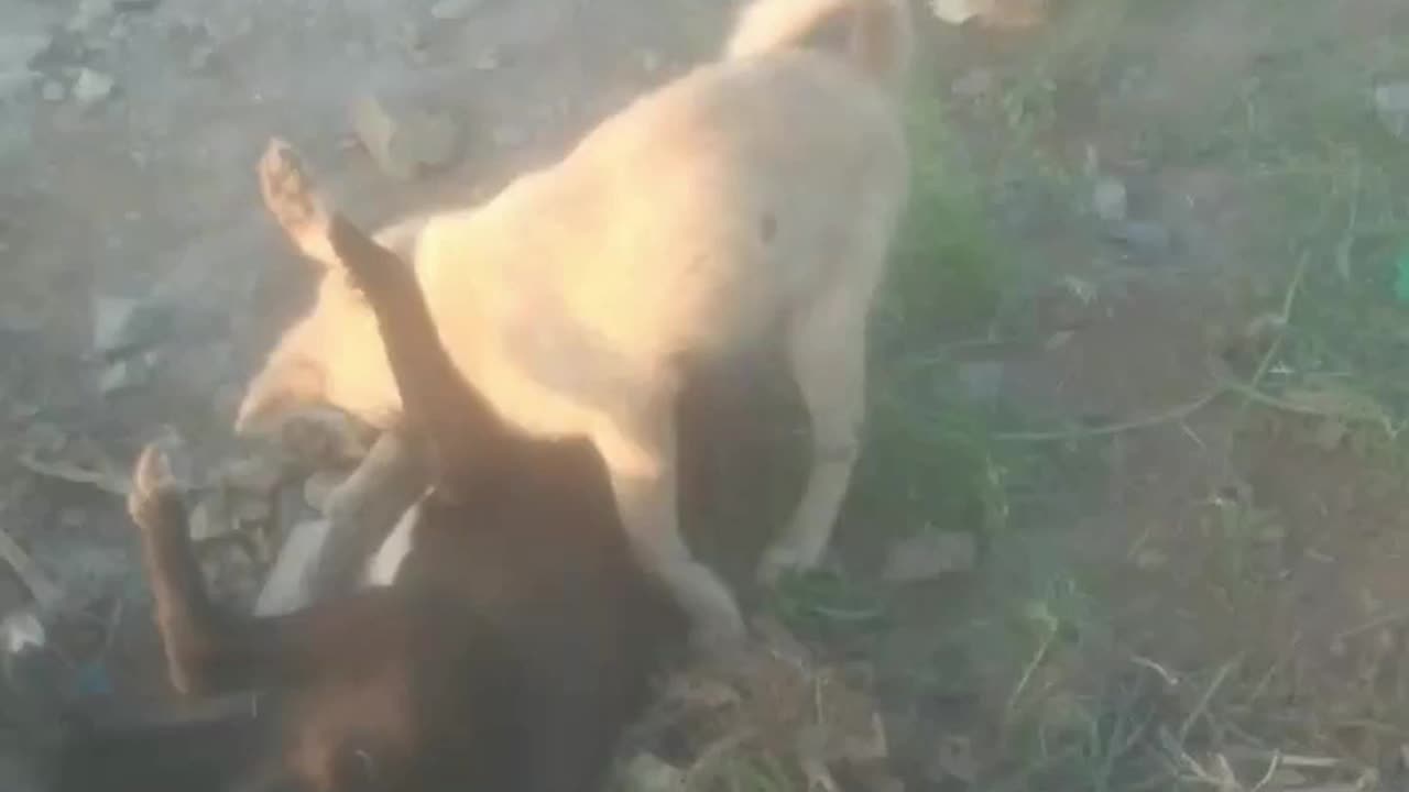 Viral amazing dogs mock fighting #dogsfight