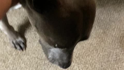 Wants attention