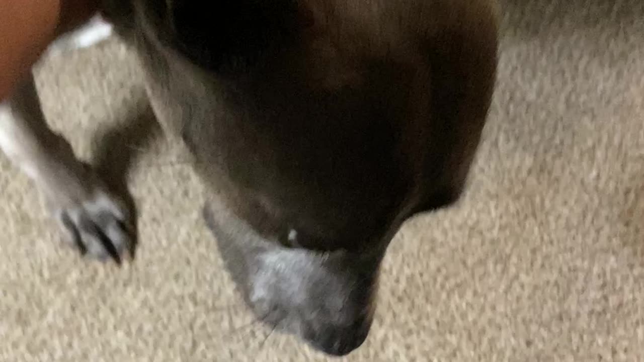 Wants attention