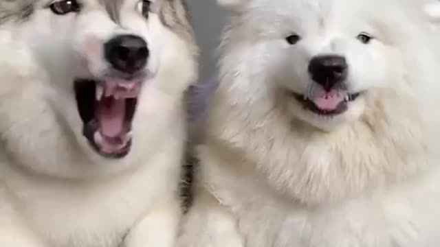 The MOST DRAMATIC DOG! Siberian Husky Cute Funny Dog Compilation Husky vs Samoyed Dog