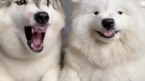 The MOST DRAMATIC DOG! Siberian Husky Cute Funny Dog Compilation Husky vs Samoyed Dog