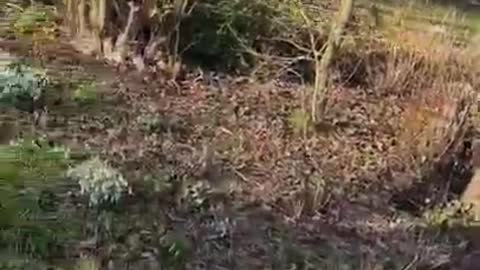 Excited Dogs Zooms Around in the Garden