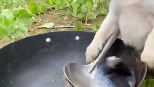 Cute dog using a spoon