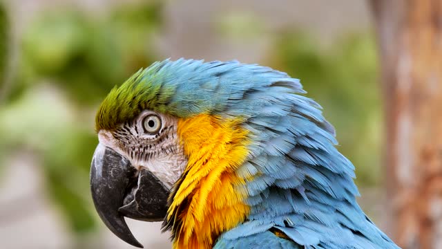 Bird Parrot Macaw Tropical Spring Bill Colorful