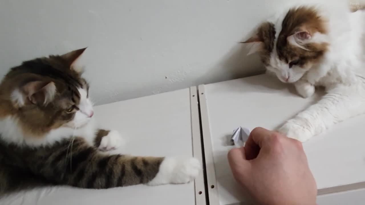 If you play a card game with a cat, it'll be like this