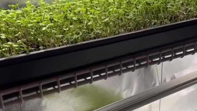 Microgreens under HLG beams