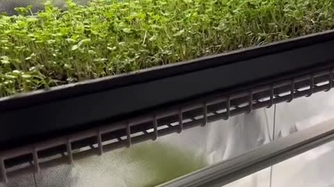 Microgreens under HLG beams