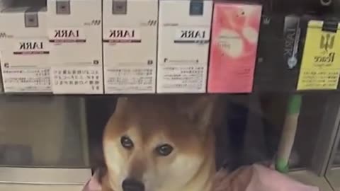ชิบะ🥰🥰#fypシ #fyp #ชิบะ #cute #dog #animals