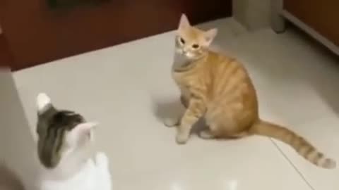 Funny Animals _ Funny cats and kittens videos 2022 #87
