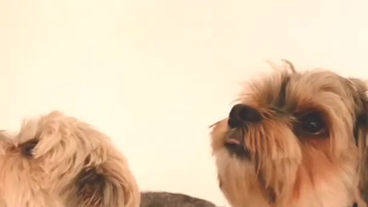 super funny dog video cut dog