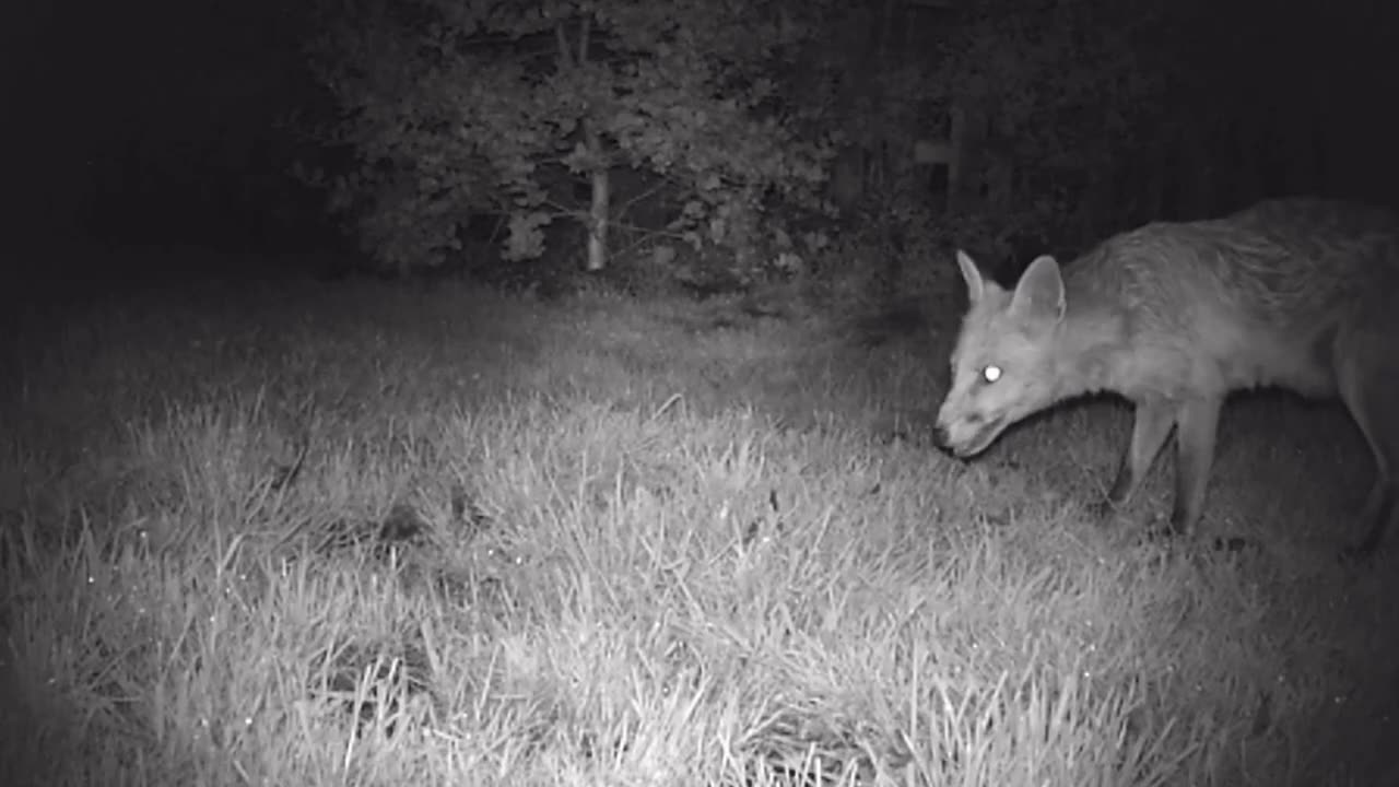 A Busy Night in the Garden