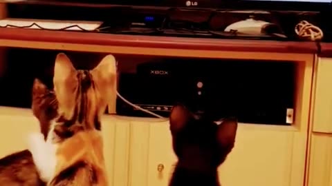 Cute Cat very Funny Videos | HD quality | Harshal Sao