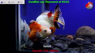 Goldfish Lay Thousand of EGGS