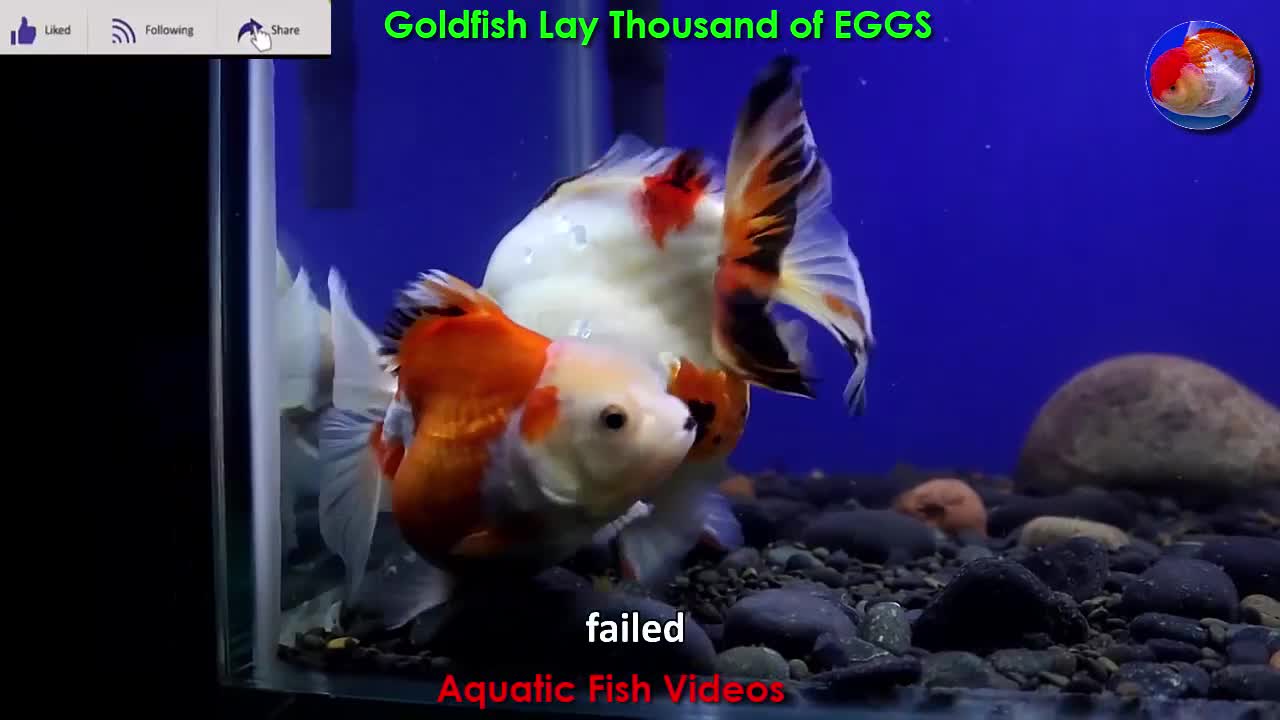 Goldfish Lay Thousand of EGGS