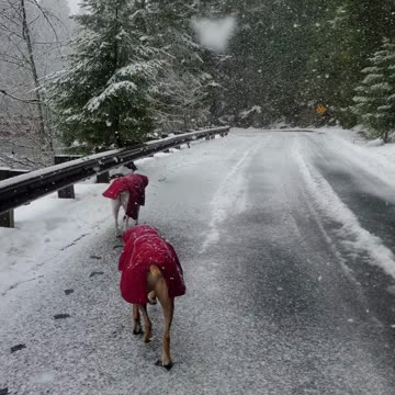 Harvey and Clyde in the snow