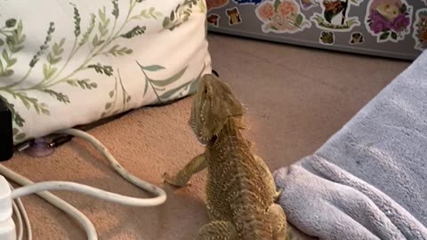 Bearded Dragon Tries to Climb Up Pillow