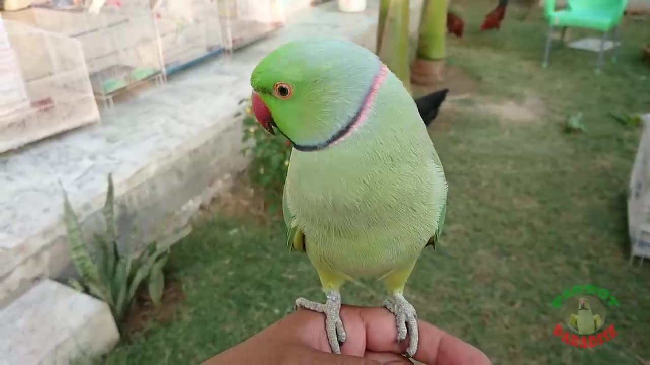 Super Cute Parrot Sounds_p1