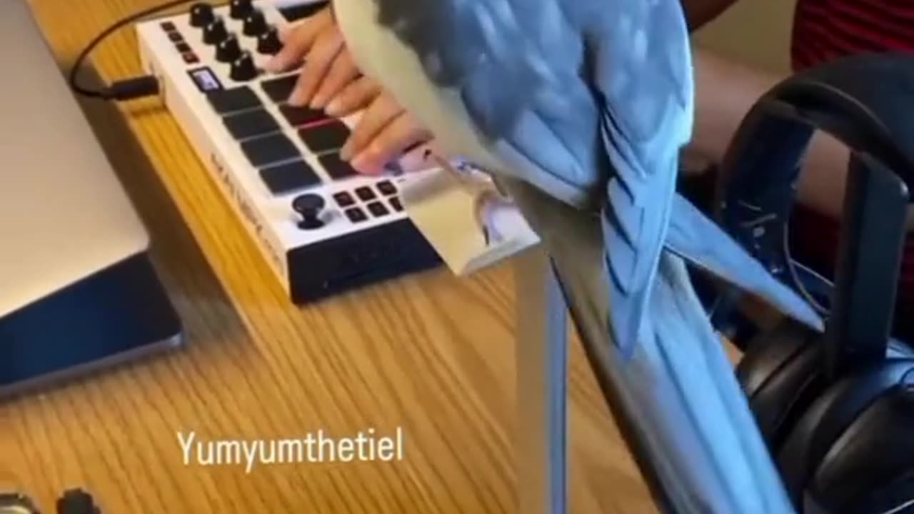 Cute and funny parrot video.