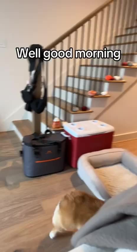 Has the spring in its steps 😍