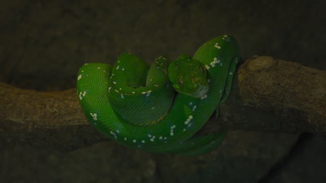 Green Python