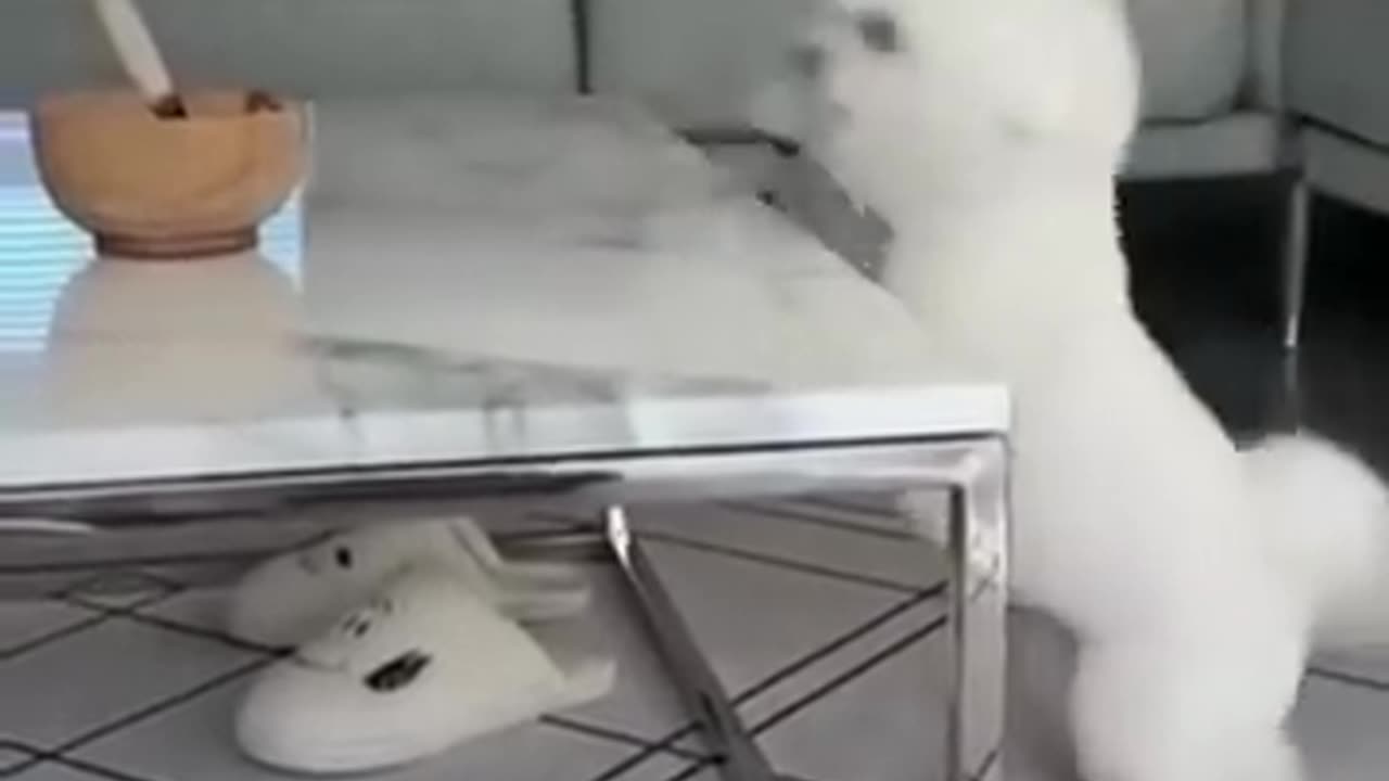 Funny Animal Video 2023 | Dogs Vs Cats. funny Animal Video