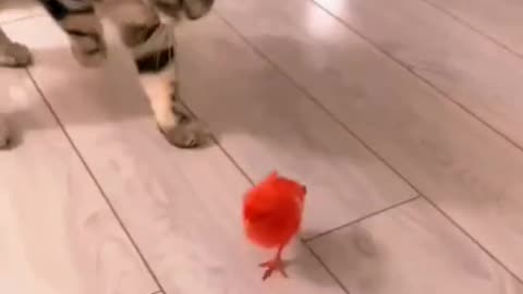 Cat and chicken loves