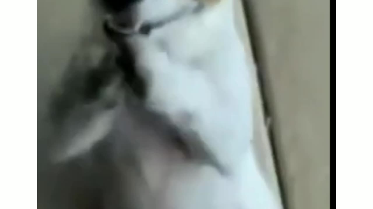 Cute dog s funny shows