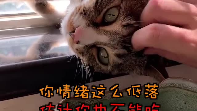 FUNNY CAT
