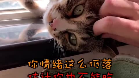 FUNNY CAT