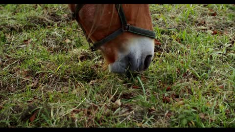 Beautiful red-haired brown horse eats grass