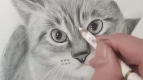 pencil draw cat