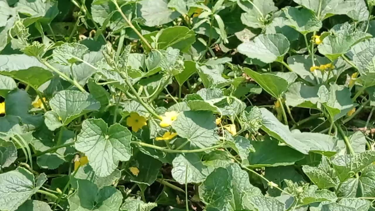 Cucumber plant !