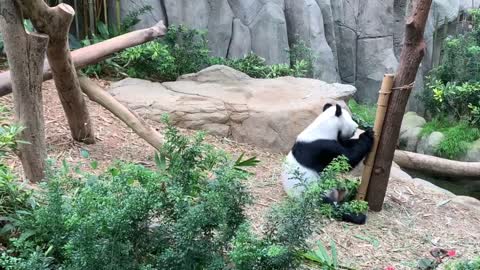 A pet panda