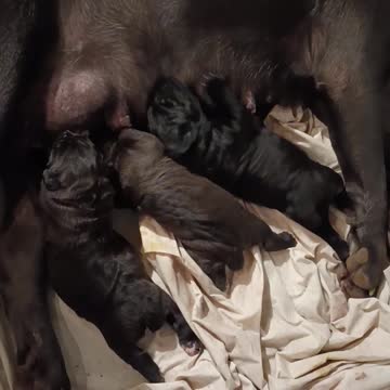 Cane Corso Pups. Americana's Hemi Cuda 2023 AKC litter