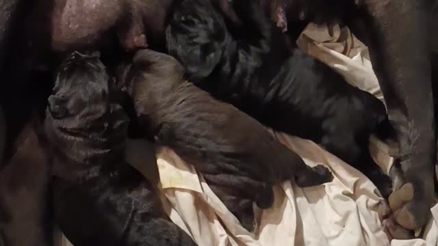 Cane Corso Pups. Americana's Hemi Cuda 2023 AKC litter