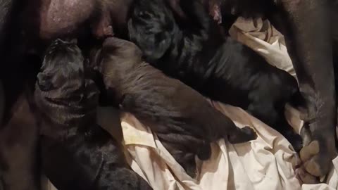 Cane Corso Pups. Americana's Hemi Cuda 2023 AKC litter