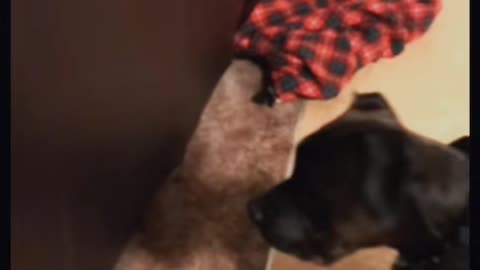 Foster Husky Puppy Stuck Inside the Couch