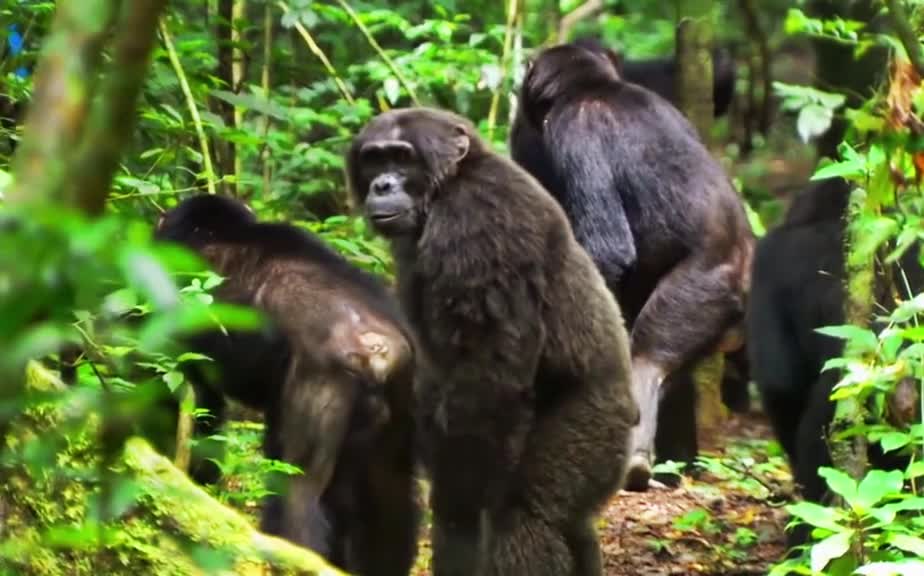 Chimpanzees Family