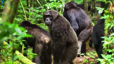 Chimpanzees Family