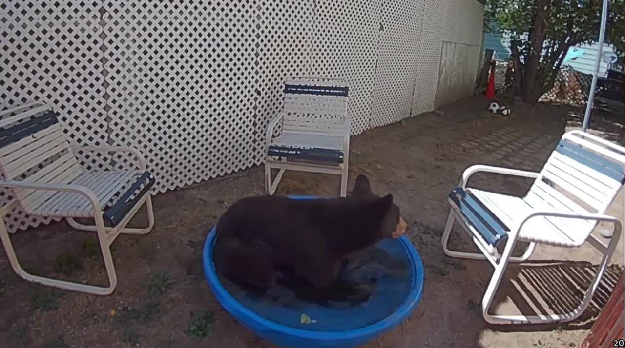 Large Bear Relaxes in Small Backyard Pool