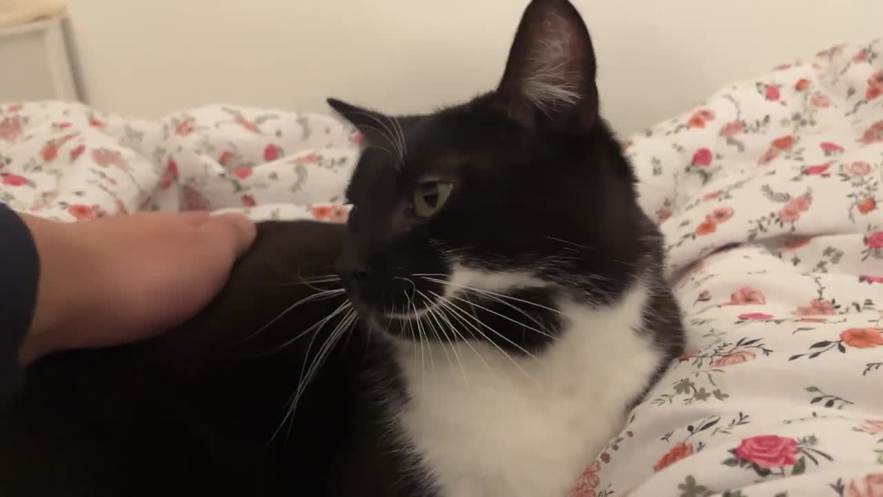 _Got hiccups but I have to purr_lovely