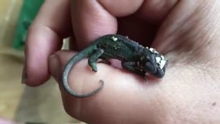 Newborn Baby CHAMELEON Cuddles In Hand